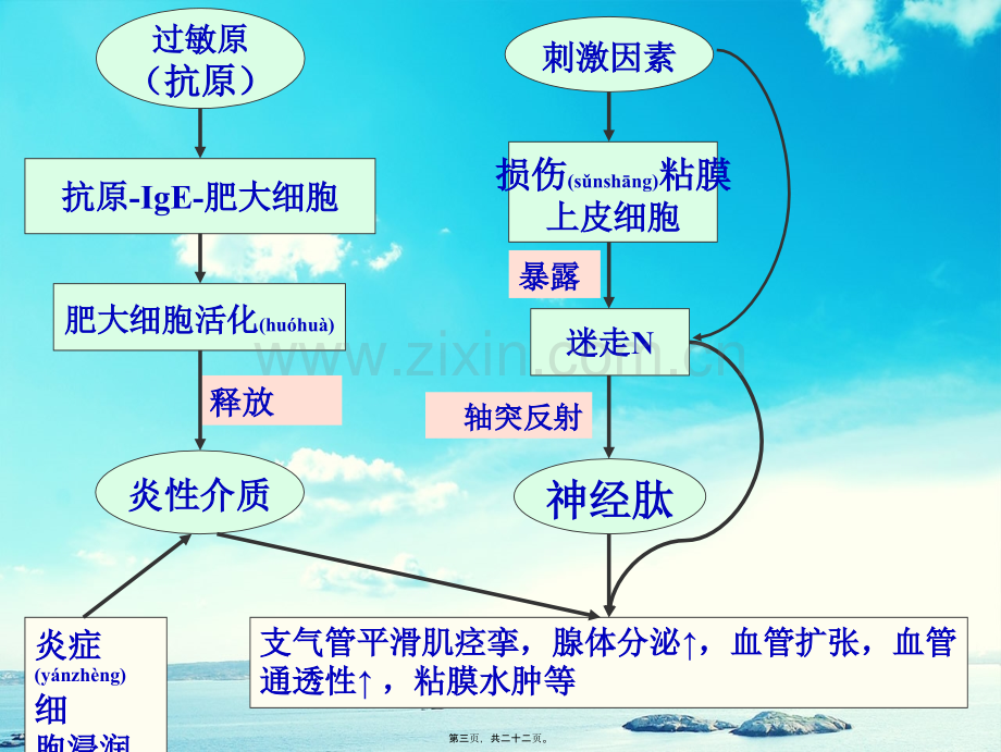 平哮喘药(北.ppt_第3页