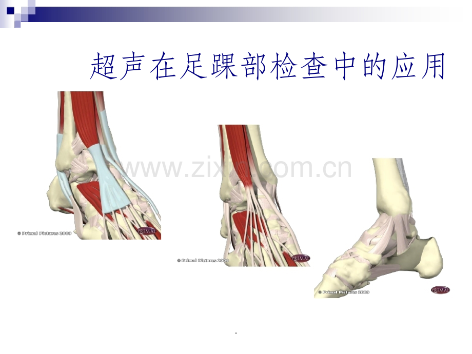 超声在足踝部检查中的应用.ppt_第1页