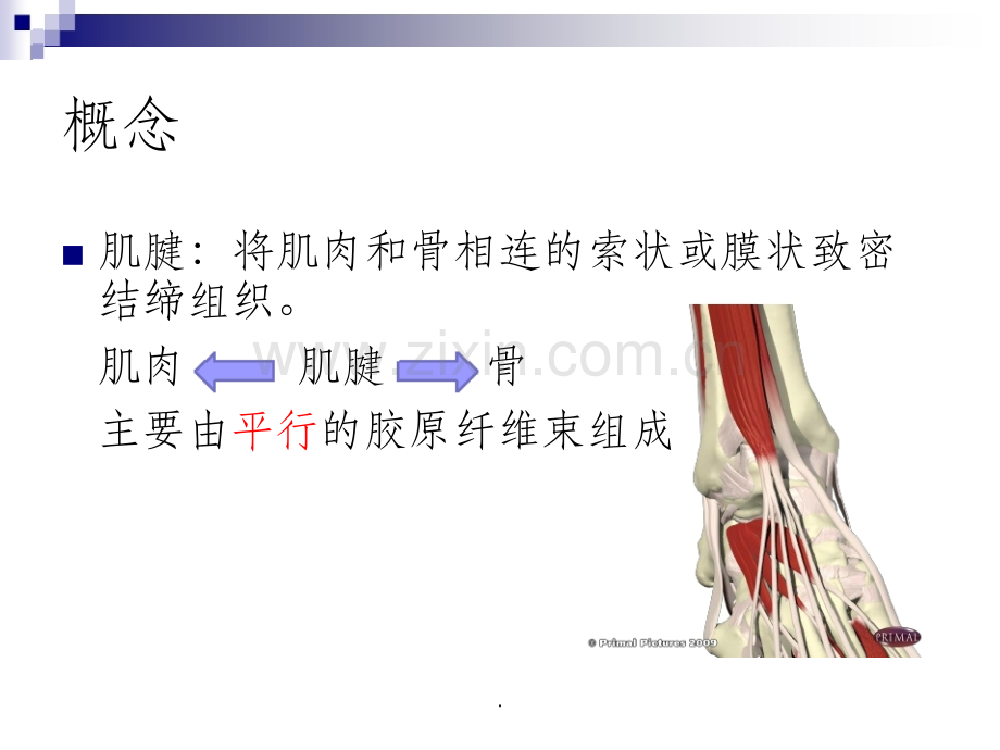 超声在足踝部检查中的应用.ppt_第3页