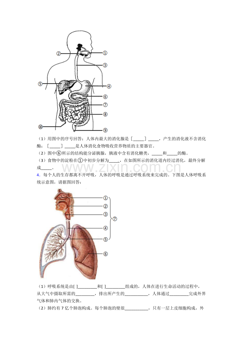 【生物】人教中学七年级下册生物期末解答实验探究大题质量检测题含答案.doc_第2页