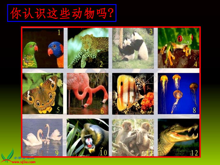 美术《可爱的动物》.ppt_第3页