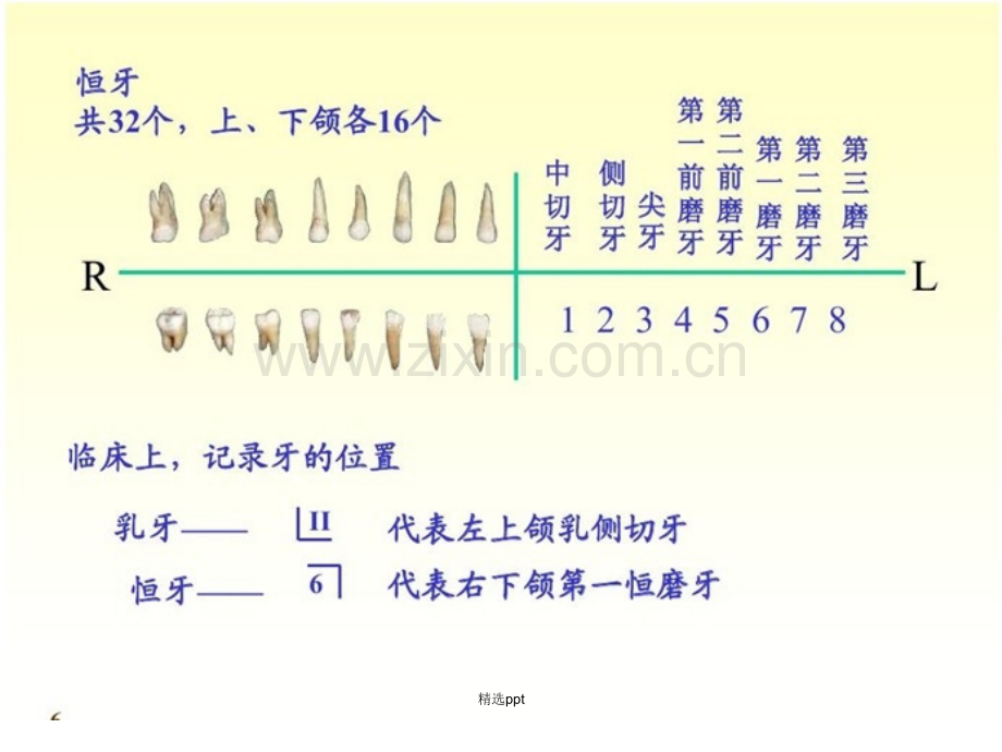 牙齿保健知识.ppt_第2页