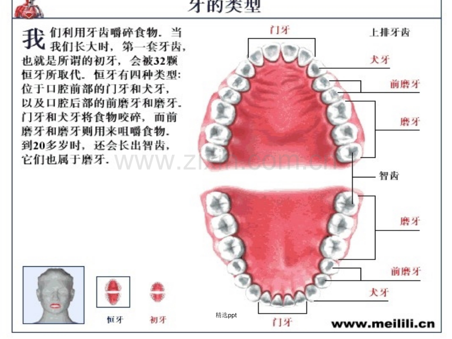 牙齿保健知识.ppt_第3页