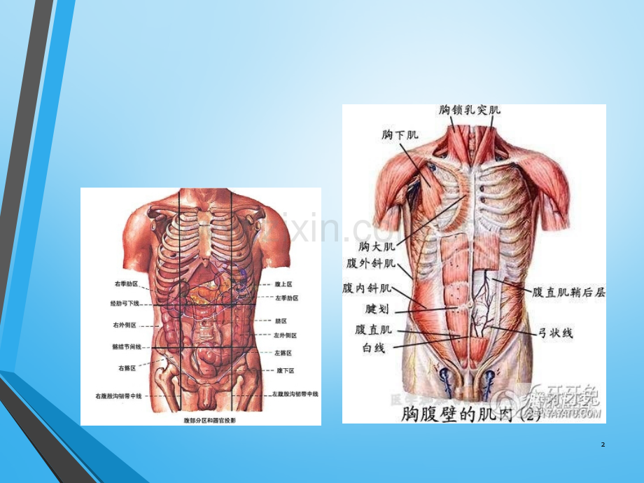 肾及输尿管压痛点.ppt_第2页