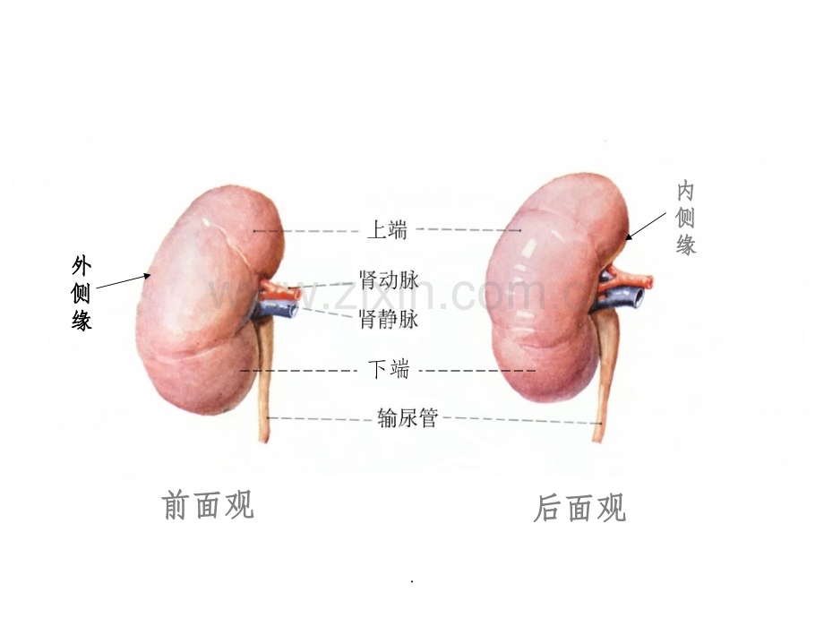 肾脏解剖结构图.ppt_第2页