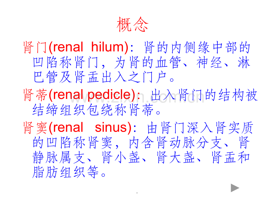 肾脏解剖结构图.ppt_第3页