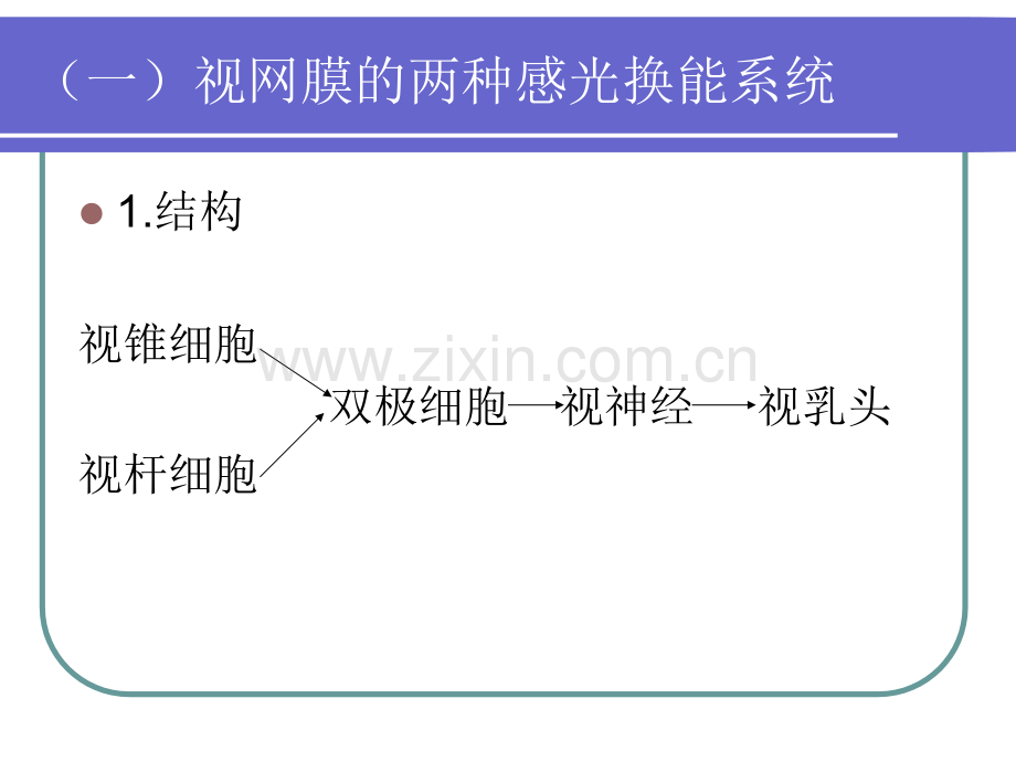 眼的感光功能.ppt_第3页