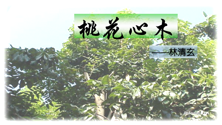 人教版语文六年级下册《桃花心木》课件.ppt_第1页