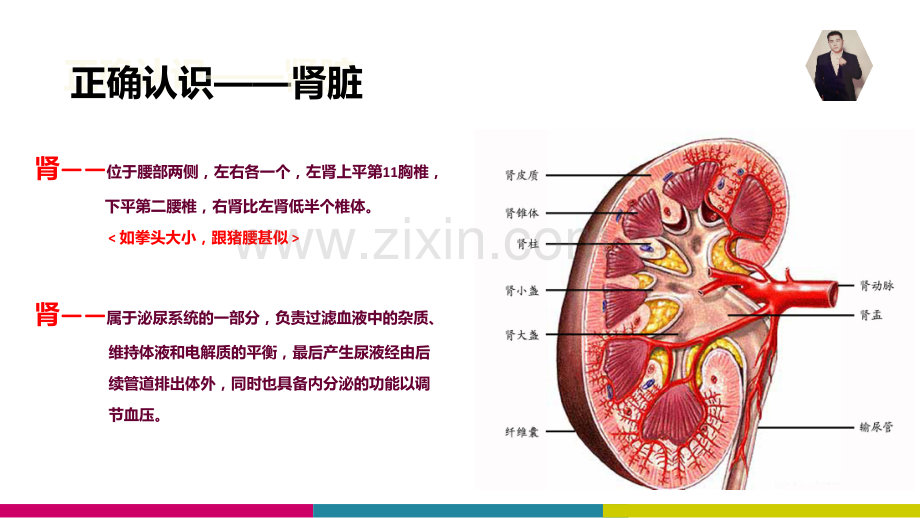 肾部养护知识.ppt_第3页