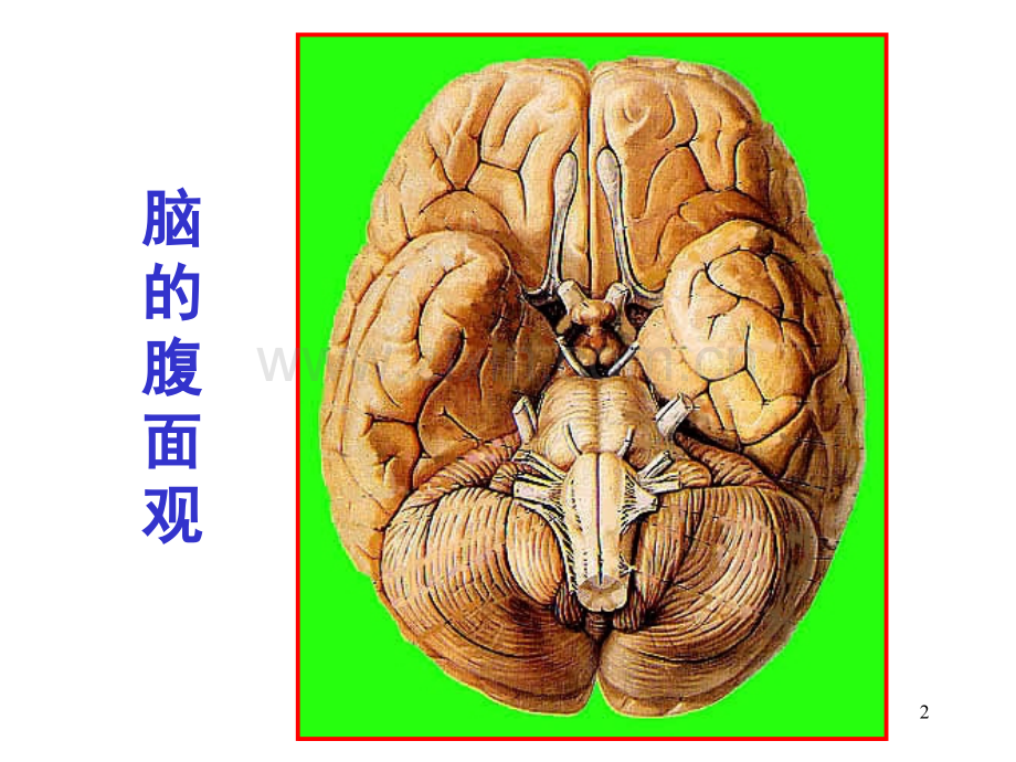 脑干内部结构脑神经非脑神经核团.ppt_第2页