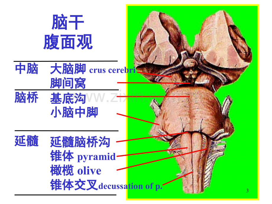 脑干内部结构脑神经非脑神经核团.ppt_第3页