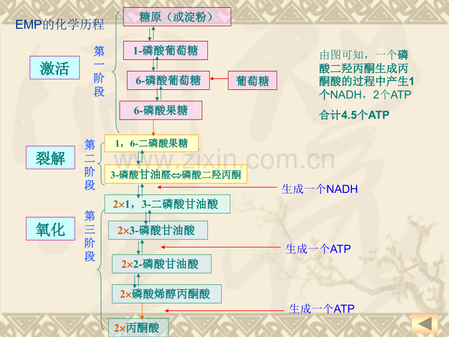 甘油的氧化分解.ppt_第3页