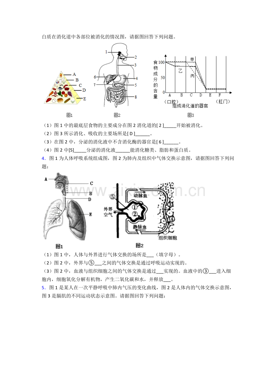 人教版中学七年级生物下册期末解答实验探究大题学业水平卷附答案word.doc_第2页