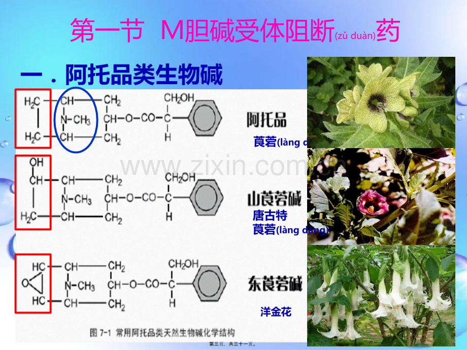 y7胆碱受体阻断药331.ppt_第3页