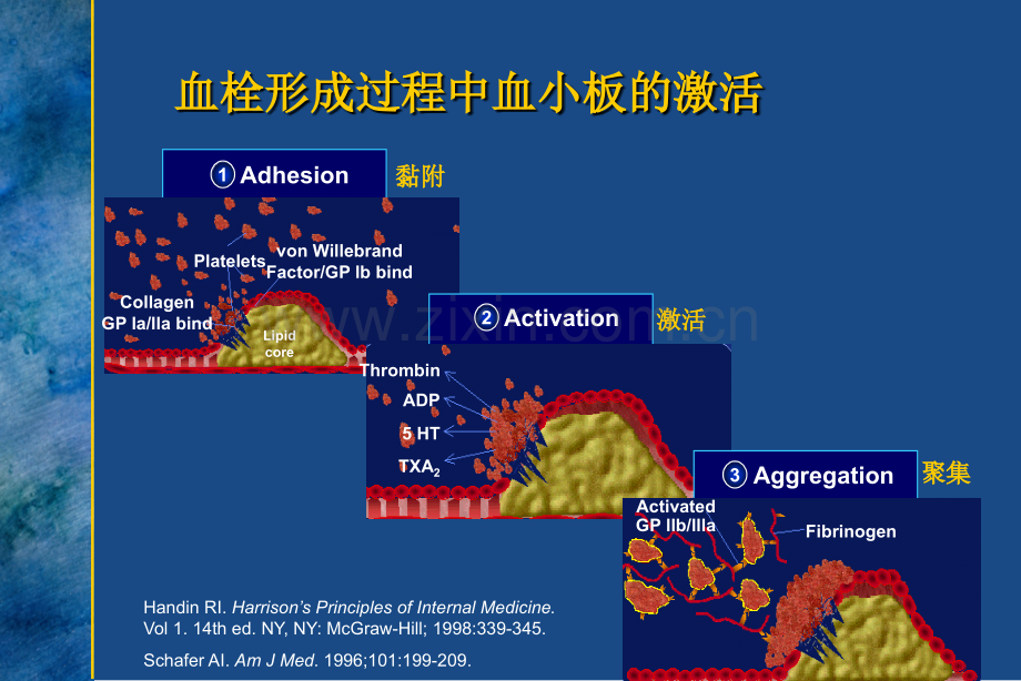 欣维宁盐酸替罗非班在急性冠脉综合症的临床应用床应用.ppt_第3页