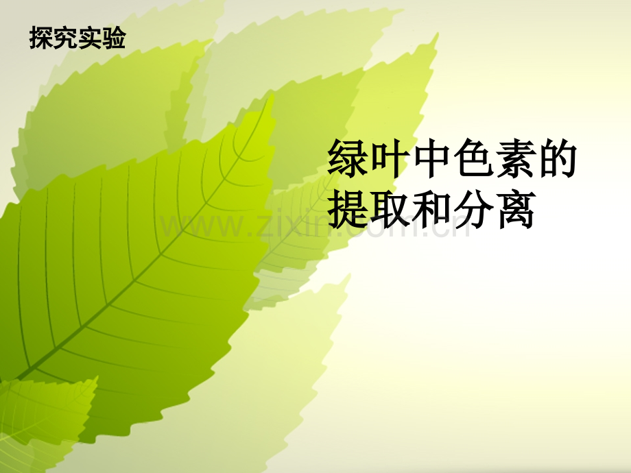 绿叶中色素的提取和分离实验.ppt_第1页