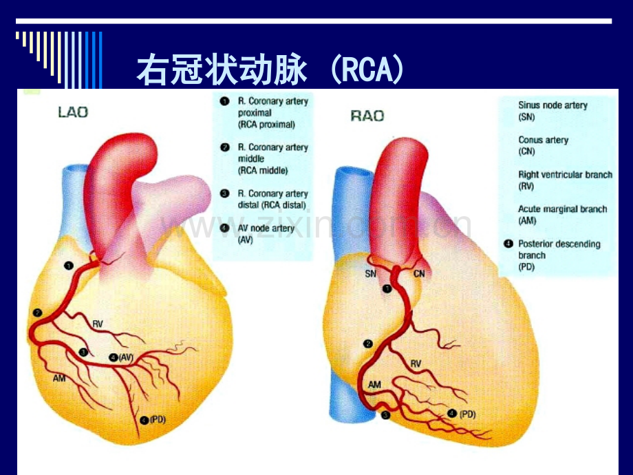 冠脉解剖简析及冠脉造影体位解读.ppt_第2页