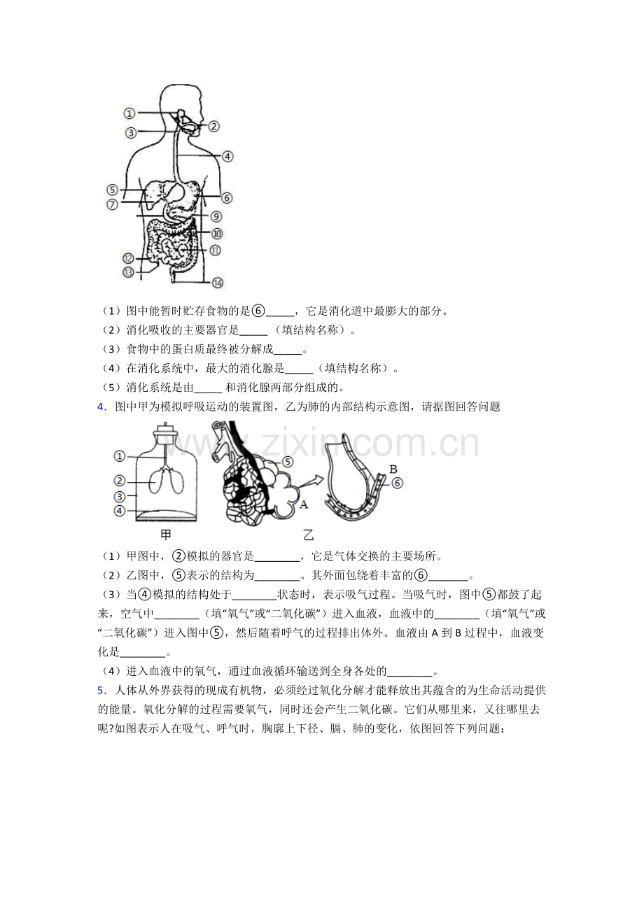 人教版七年级生物下册期末解答实验探究大题学业水平附答案经典.doc_第2页