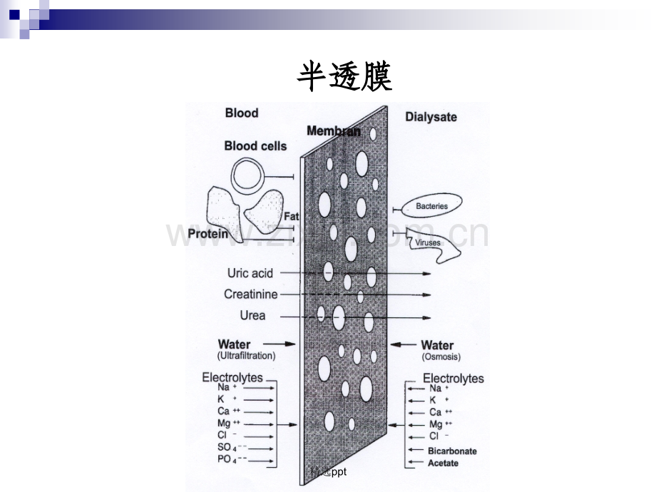 血液透析原理ppt课件.ppt_第3页