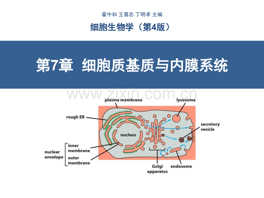 细胞质基质与内膜系统(1).ppt_第1页