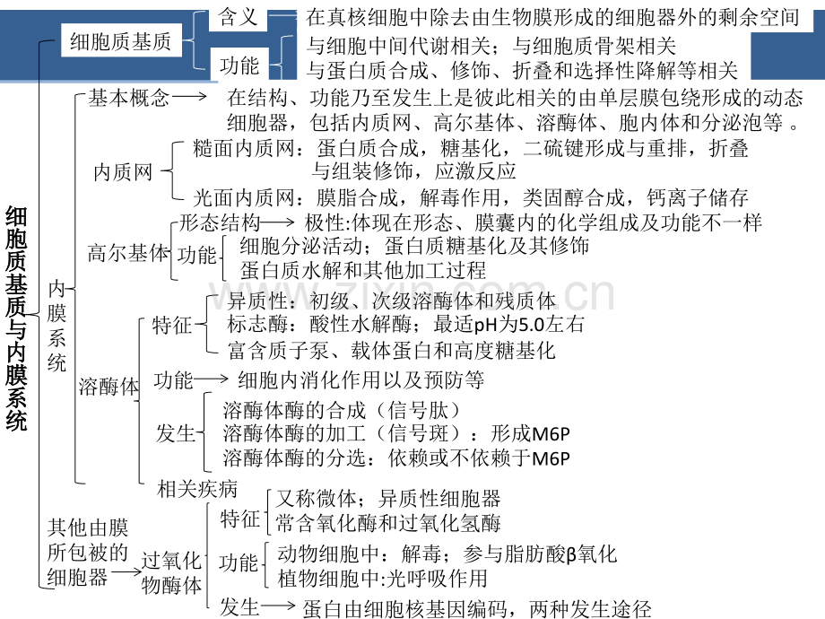 细胞质基质与内膜系统(1).ppt_第3页