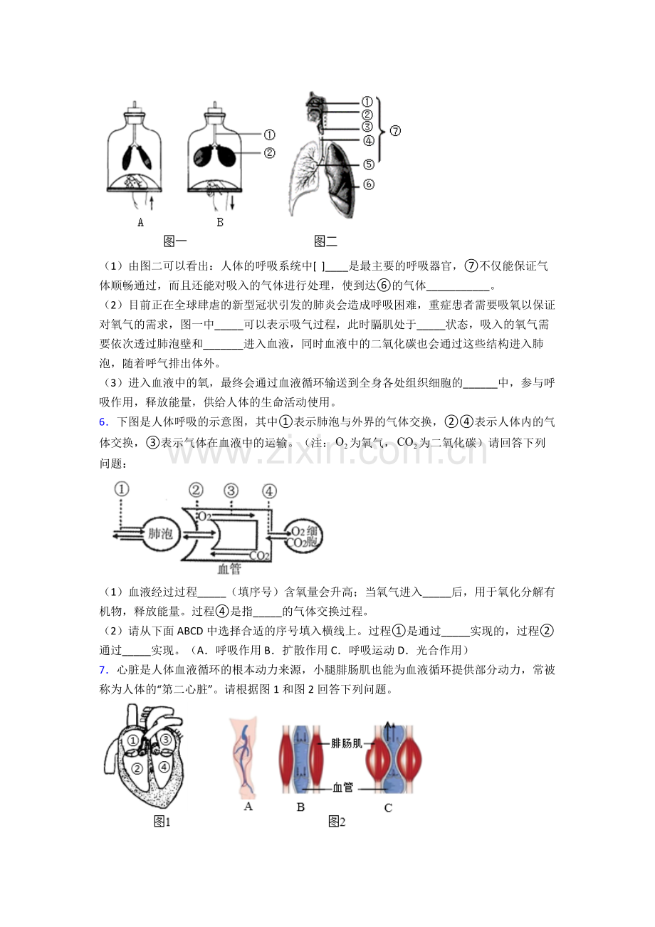 2024年人教版初一下册生物期末解答实验探究大题试卷含解析.doc_第3页