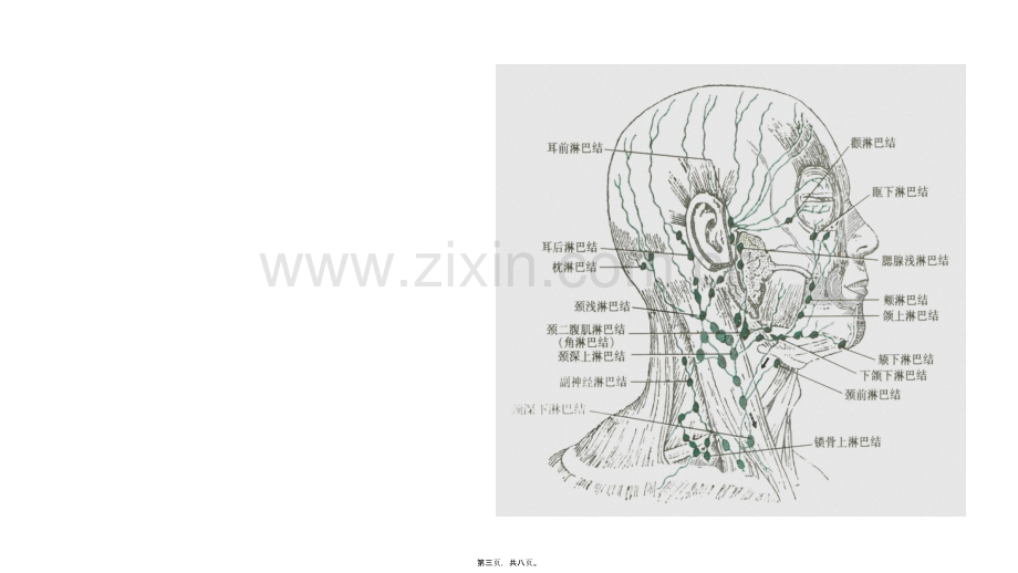 头颈部淋巴结及其回流.ppt_第2页