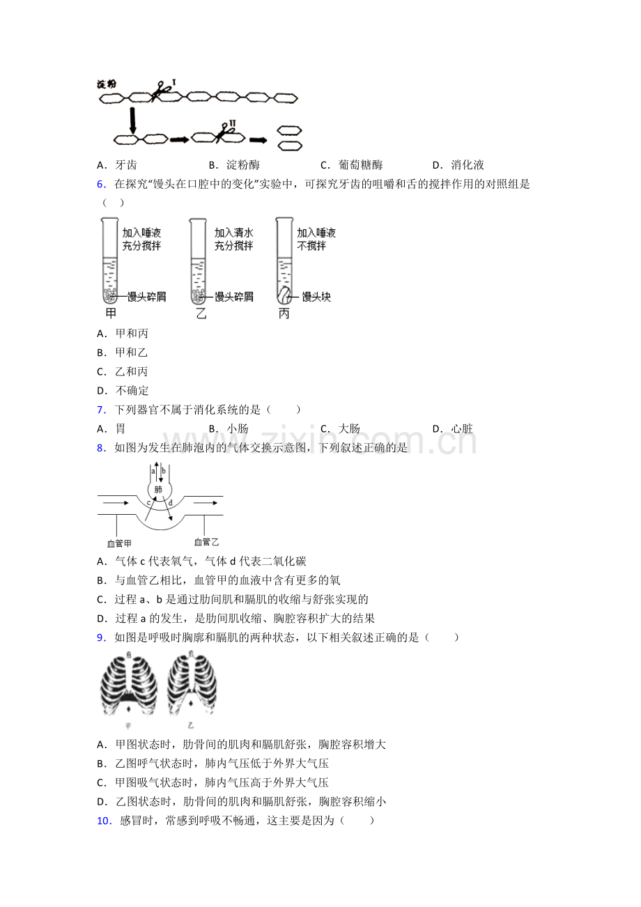 2024年人教版初一下册生物期中综合复习含答案.doc_第2页