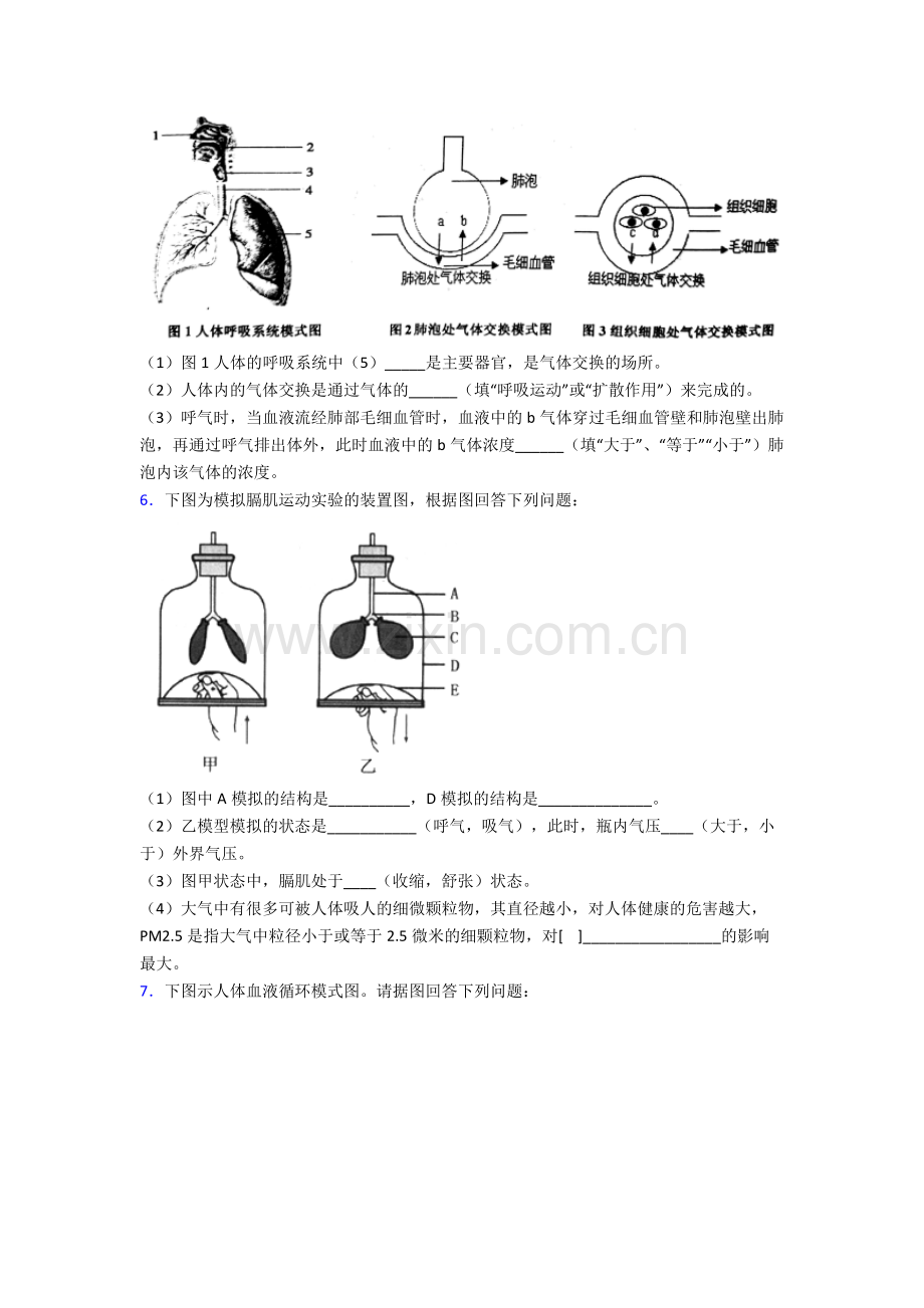 2024年人教版初一下册生物期末解答实验探究大题质量检测卷含答案优秀.doc_第3页