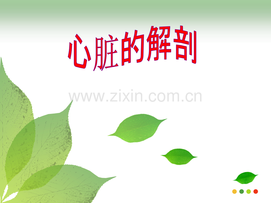 心脏的解剖.ppt_第1页