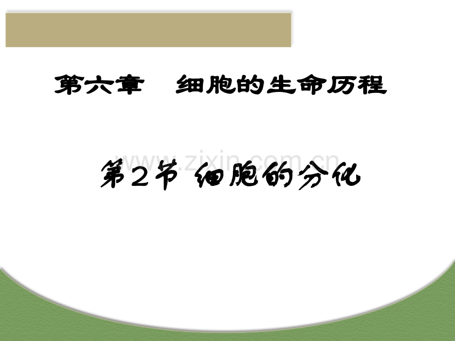 细胞的分化-(2).ppt_第1页