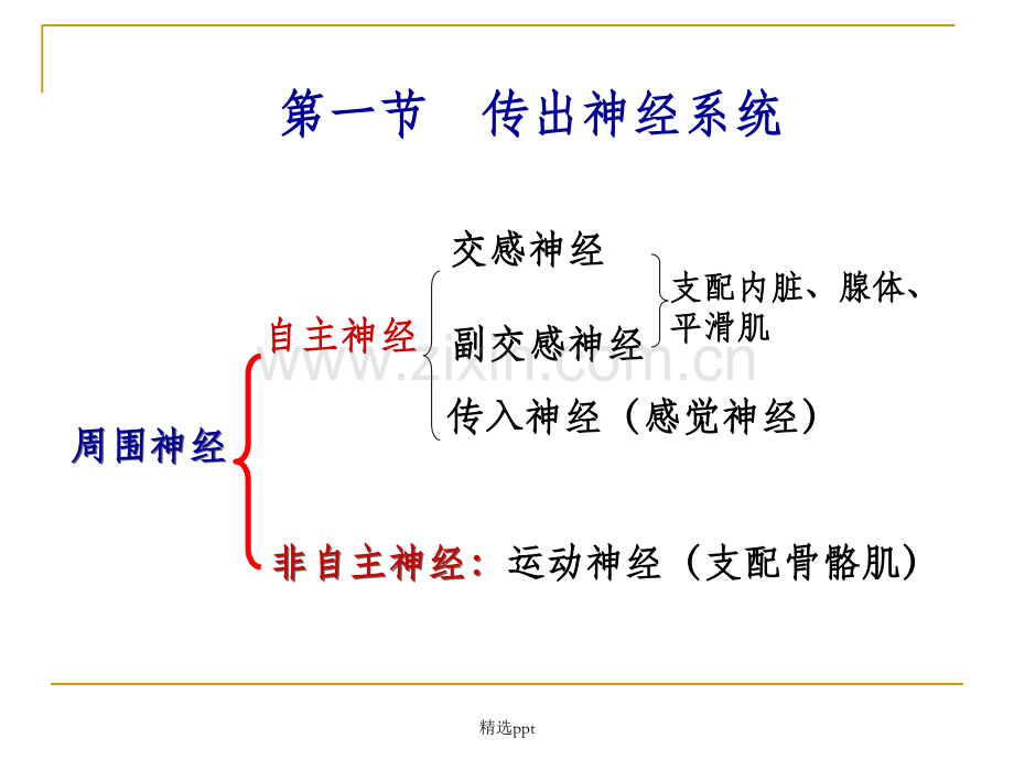 药理学第二章外周神经系统药理.ppt_第3页