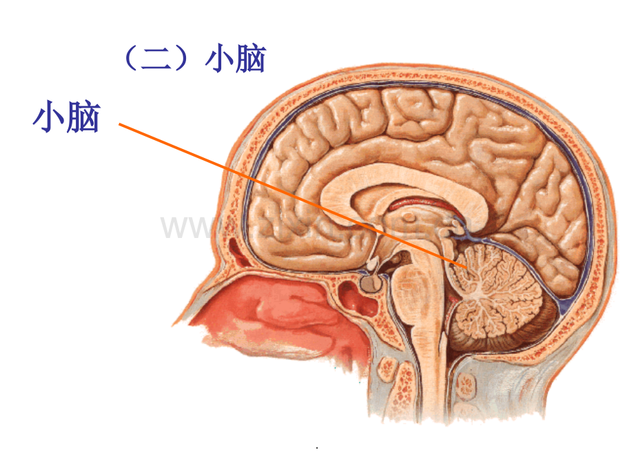 小脑和大脑的结构.ppt_第1页