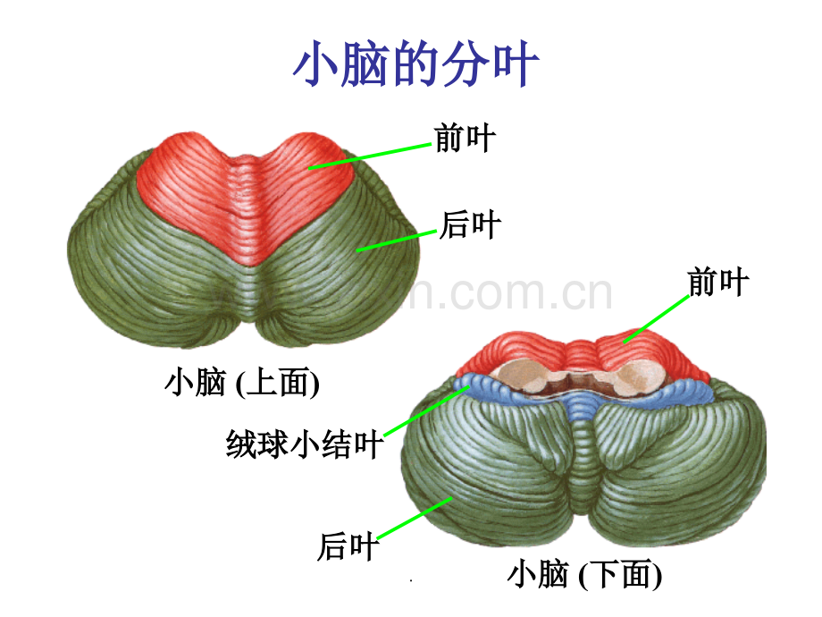 小脑和大脑的结构.ppt_第3页