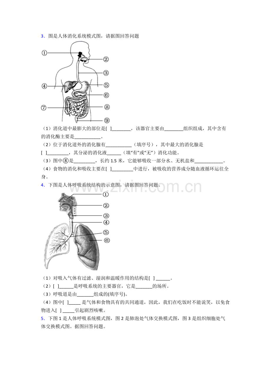 2022年人教版中学初一下册生物期末解答实验探究大题综合复习卷(含答案).doc_第2页