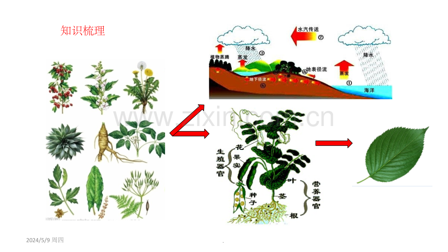 植物三大生理作用.ppt_第1页