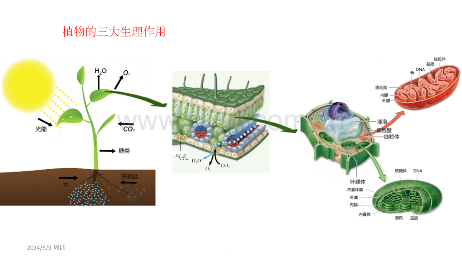 植物三大生理作用.ppt_第3页