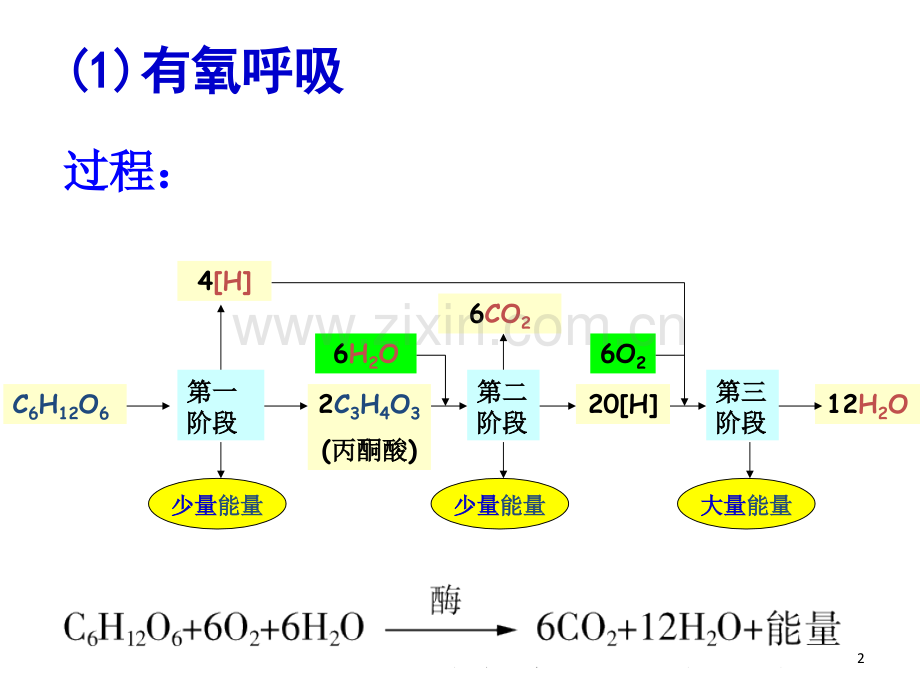 有氧呼吸和无氧呼吸及影响因素.ppt_第2页