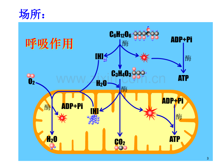 有氧呼吸和无氧呼吸及影响因素.ppt_第3页