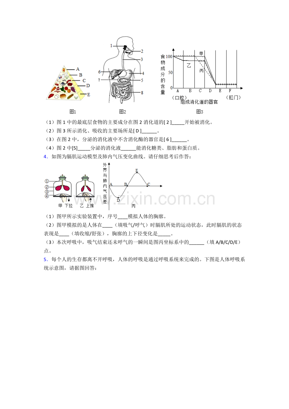 人教版中学七年级下册生物期末解答实验探究大题试题附答案.doc_第2页