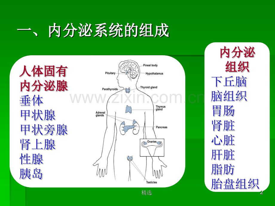 内分泌及代谢疾病常见症状与体征.ppt_第2页