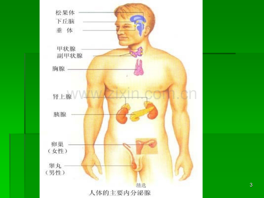 内分泌及代谢疾病常见症状与体征.ppt_第3页