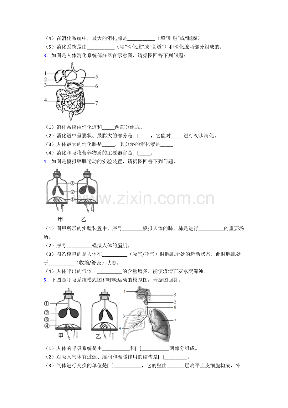 人教七年级下册生物期末解答实验探究大题综合复习(含答案).doc_第2页