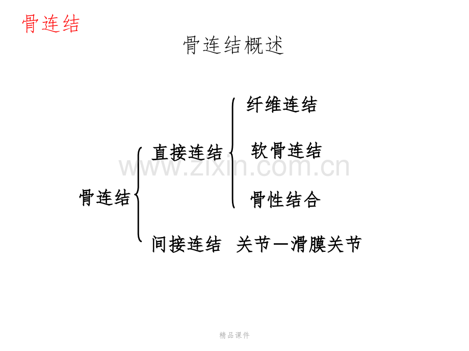 人体解剖学-骨连结.pptx_第2页