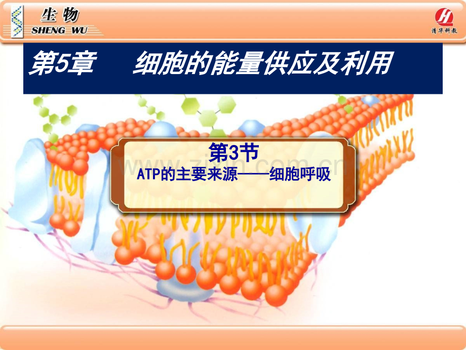 人教版高中生物必修一呼吸作用.ppt_第2页