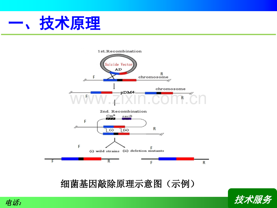 细菌基因敲除技术资料.ppt_第2页