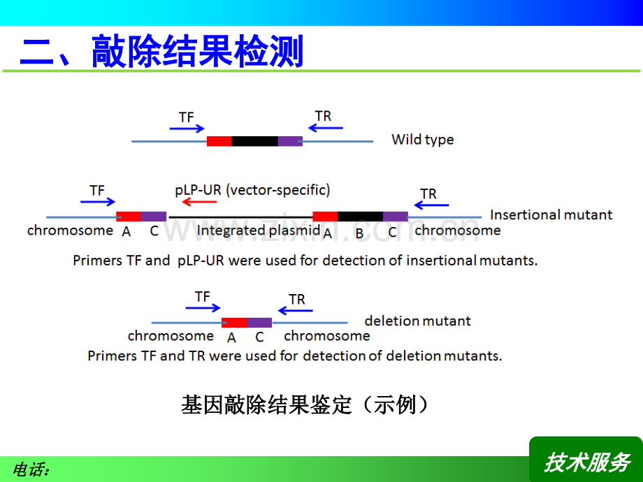 细菌基因敲除技术资料.ppt_第3页