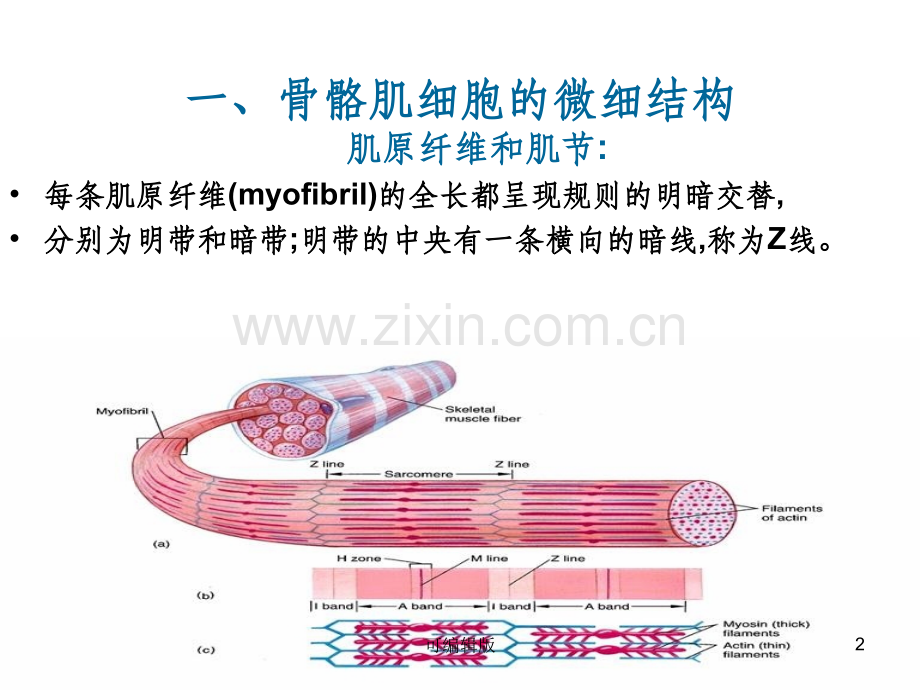 细胞的基本功能4节.ppt_第2页