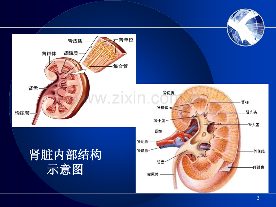 肾内科相关基础知识.ppt_第3页