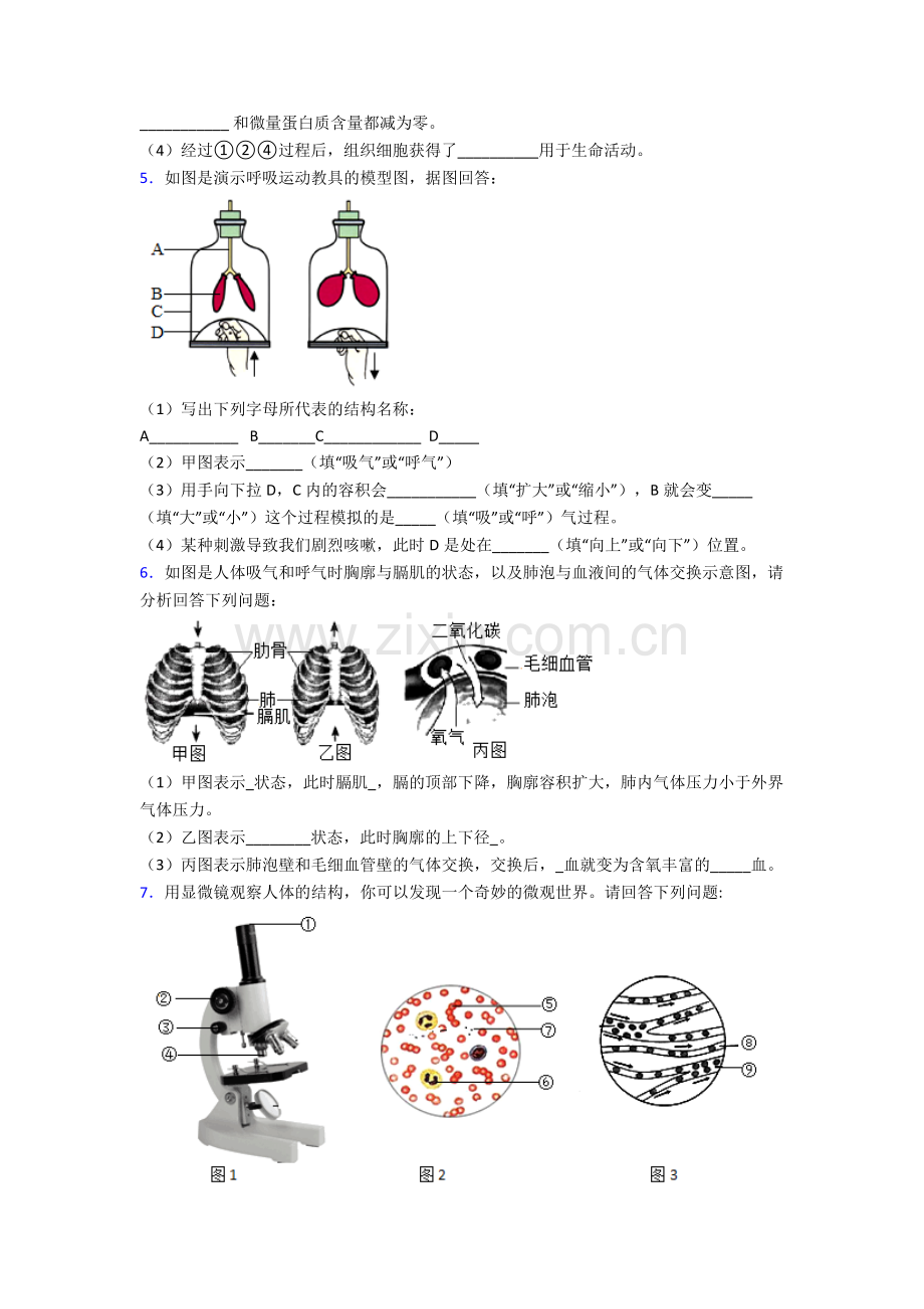 人教版中学初一下册生物期末解答实验探究大题考试题(及答案)完整.doc_第3页